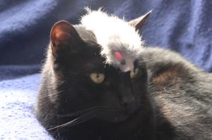 <img300*0:stuff/z/169023/Gollum%2520Cat/i1304373709_26.jpg>