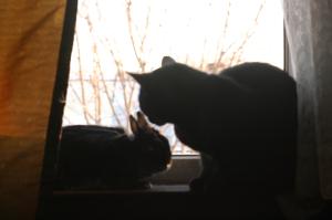 <img300*0:stuff/z/169023/Gollum%2520Cat/i1304373709_27.jpg>