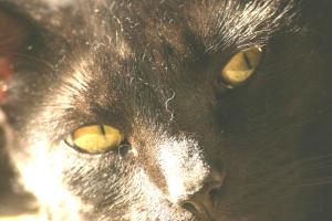 <img300*0:stuff/z/169023/Gollum%2520Cat/i1304373709_28.jpg>