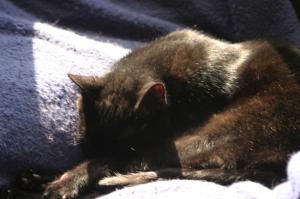 <img300*0:stuff/z/169023/Gollum%2520Cat/i1304373709_29.jpg>