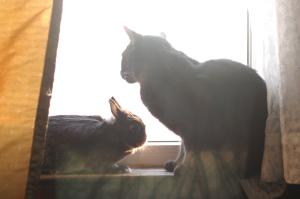 <img300*0:stuff/z/169023/Gollum%2520Cat/i1304373709_30.jpg>