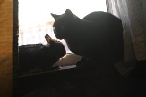 <img300*0:stuff/z/169023/Gollum%2520Cat/i1304373709_4.jpg>
