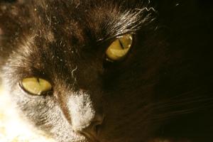 <img300*0:stuff/z/169023/Gollum%2520Cat/i1304373709_5.jpg>