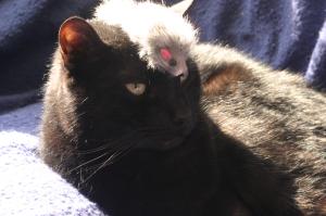 <img300*0:stuff/z/169023/Gollum%2520Cat/i1304373709_6.jpg>