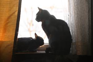 <img300*0:stuff/z/169023/Gollum%2520Cat/i1304373709_7.jpg>