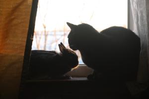 <img300*0:stuff/z/169023/Gollum%2520Cat/i1304373709_8.jpg>