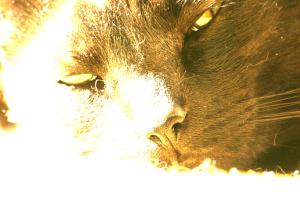 <img300*0:stuff/z/169023/Gollum%2520Cat/i1304373709_9.jpg>