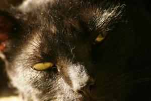 <img300*0:stuff/z/169023/Gollum%2520Cat/i1304373710_31.jpg>