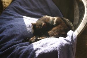 <img300*0:stuff/z/169023/Gollum%2520Cat/i1304373710_32.jpg>