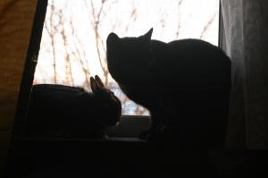 <img300*0:stuff/z/169023/Gollum%2520Cat/i1304373710_33.jpg>