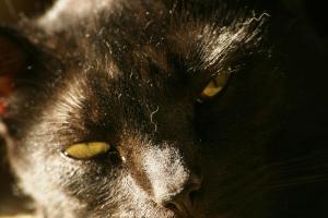 <img300*0:stuff/z/169023/Gollum%2520Cat/i1304373710_34.jpg>