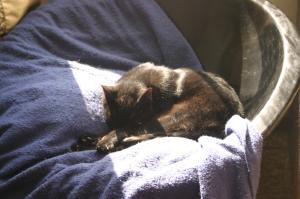<img300*0:stuff/z/169023/Gollum%2520Cat/i1304373710_35.jpg>