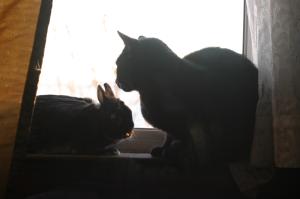 <img300*0:stuff/z/169023/Gollum%2520Cat/i1304373710_36.jpg>