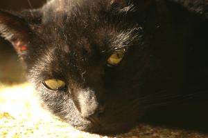 <img300*0:stuff/z/169023/Gollum%2520Cat/i1304373710_37.jpg>