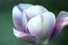 <img100*0:stuff/z/169023/Graveyard%2520IIII/i1277158606_2.jpg>