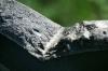 <img100*0:stuff/z/169023/Graveyard%2520IIII/i1277158606_9.jpg>
