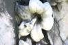 <img100*0:stuff/z/169023/Graveyard%2520IIII/i1277158607_18.jpg>