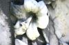 <img100*0:stuff/z/169023/Graveyard%2520IIII/i1277158608_30.jpg>