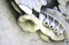 <img100*0:stuff/z/169023/Graveyard%2520IIII/i1277158609_36.jpg>