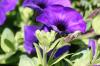 <img100*0:stuff/z/169023/Graveyard%2520Stock%2520II/i1277157720_10.jpg>