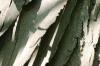<img100*0:stuff/z/169023/Graveyard%2520Stock%2520II/i1277157720_11.jpg>