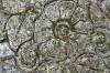 <img100*0:stuff/z/169023/Graveyard%2520Stock%2520II/i1277157720_2.jpg>
