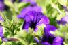 <img100*0:stuff/z/169023/Graveyard%2520Stock%2520II/i1277157720_4.jpg>