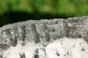 <img100*0:stuff/z/169023/Graveyard%2520Stock%2520II/i1277157720_8.jpg>
