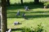 <img100*0:stuff/z/169023/Graveyard%2520Stock%2520II/i1277157721_15.jpg>
