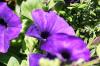 <img100*0:stuff/z/169023/Graveyard%2520Stock%2520II/i1277157721_16.jpg>