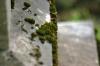<img100*0:stuff/z/169023/Graveyard%2520Stock%2520II/i1277157721_19.jpg>