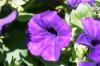 <img100*0:stuff/z/169023/Graveyard%2520Stock%2520II/i1277157721_22.jpg>