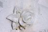 <img100*0:stuff/z/169023/Graveyard%2520Stock%2520II/i1277157722_26.jpg>