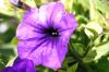 <img100*0:stuff/z/169023/Graveyard%2520Stock%2520II/i1277157722_27.jpg>