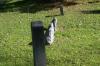 <img100*0:stuff/z/169023/Graveyard%2520Stock%2520II/i1277157722_28.jpg>
