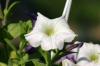 <img100*0:stuff/z/169023/Graveyard%2520Stock%2520II/i1277157722_33.jpg>
