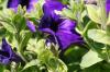 <img100*0:stuff/z/169023/Graveyard%2520Stock%2520II/i1277157722_39.jpg>