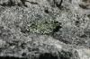 <img100*0:stuff/z/169023/Graveyard%2520Stock%2520III/i1277158180_3.jpg>