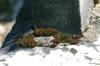 <img100*0:stuff/z/169023/Graveyard%2520Stock%2520III/i1277158180_4.jpg>