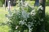 <img100*0:stuff/z/169023/Graveyard%2520Stock%2520III/i1277158181_13.jpg>