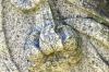 <img100*0:stuff/z/169023/Graveyard%2520Stock%2520III/i1277158181_15.jpg>