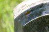 <img100*0:stuff/z/169023/Graveyard%2520Stock%2520III/i1277158181_16.jpg>
