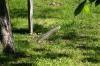 <img100*0:stuff/z/169023/Graveyard%2520Stock%2520III/i1277158181_6.jpg>