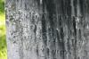 <img100*0:stuff/z/169023/Graveyard%2520Stock%2520III/i1277158182_17.jpg>