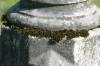 <img100*0:stuff/z/169023/Graveyard%2520Stock%2520III/i1277158182_22.jpg>