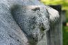 <img100*0:stuff/z/169023/Graveyard%2520Stock%2520III/i1277158184_40.jpg>