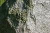 <img100*0:stuff/z/169023/Graveyard%2520Stock/i1277157432_25.jpg>