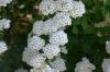 <img100*0:stuff/z/169023/Graveyard%2520Stock/i1277157432_29.jpg>