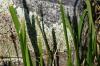 <img100*0:stuff/z/169023/Graveyard%2520Stock/i1277157432_30.jpg>