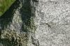 <img100*0:stuff/z/169023/Graveyard%2520Stock/i1277157432_31.jpg>